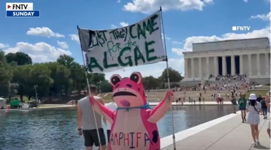 Oregon inspired frog protest in DC over Reflecting pool algae