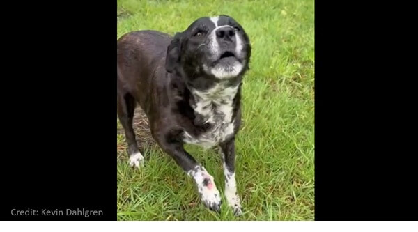 Limping dog video: Homeless ignore vets, pet care