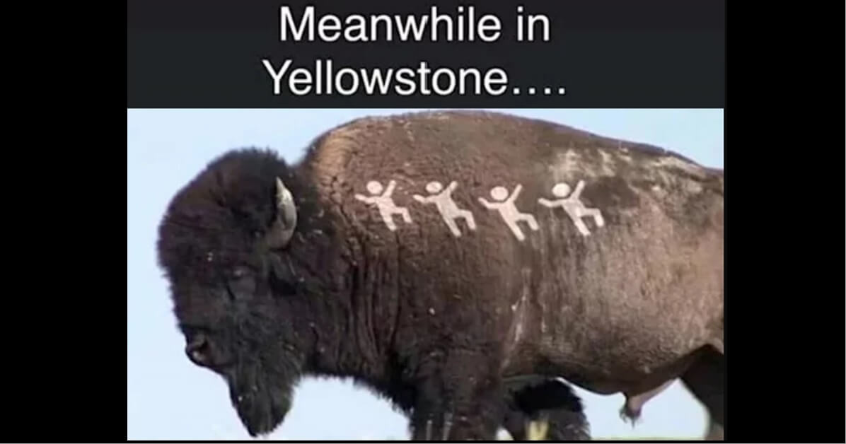 (6 memes) Meme on latest Yellowstone-Bison attack
