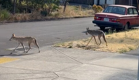 (photo) 2 coyotes roam Portland during day