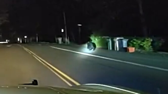 Black bear found near Wilsonville Fred Meyer